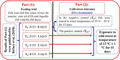 Chronic cold-stress induced histopathological changes, oxidative stress, and alterations in liver functions and nutrient composition of hybrid red tilapia and the potential protection of unsaturated fatty acids